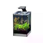 Anubias Danio 17 Nano Akvaryum Siyah 9 Lt 17X22x26,5 Cm