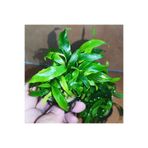 Anubias Glabra Minima Saksı Canlı Bitki