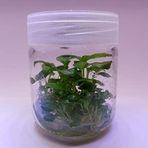Anubias Heterophylla Mini In Vitro 200Cc