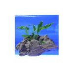 Anubias Minima Canlı Bitki