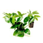 Anubias Nana 5-6 Yapraklı Canlı Bitki