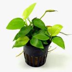 Anubias Nana Gold 6-7 Yapraklı Canlı Bitki