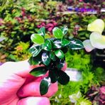 Anubias Petite Saksı Canlı Bitki 8-10 Yaprak