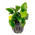 Anubias Wrinkled Leaves Canlı Bitki