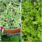 Aptenia Cordifolia Buz Çiçeği Fidanı 10-20 Cm