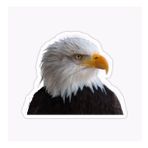 Araba İçin Kartal Oto Sticker Yapıştırması Etiket 17cm A7