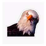 Araba İçin Kartal Oto Sticker Yapıştırması Etiket 17cm D1