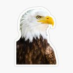 Araba İçin Kartal Oto Sticker Yapıştırması Etiket 17cm D2
