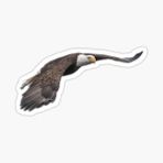 Araba İçin Kartal Oto Sticker Yapıştırması Etiket 17cm W4