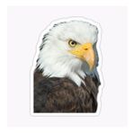 Araba İçin Kartal Oto Sticker Yapıştırması Etiket 17cm W7