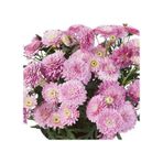 Aramis Double Pink Katmerli Çeşme Papatyası Çiçeği Fidesi (2 Adet Fide)