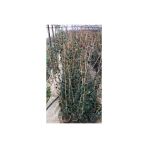 Arap Yasemini Çiçeği Fidanı 10-20 Cm