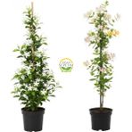 Arap Yasemini & Hanımeli Fidanı Seti (2'li Paket)