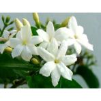 Arap Yasemini Sarmaşığı Fidanı Rhyncospermum Jasminoides 10-20 Cm
