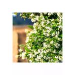 Arap Yasemini Sarmaşığı Fidanı Rhyncospermum Jasminoides 20-30 cm