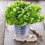 Arapsaçı Kıvırcık Marul Tohumu