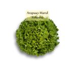Arapsaçı Marul Tohumu 1 Paket (10 Gr=5000+ Adet) Kıvırcık Marul Tohumu Arap Saçı