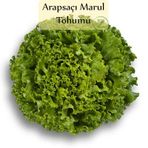 Arapsaçı Marul Tohumu 1 Paket (10 Gr=5000+ Adet) Kıvırcık Marul Tohumu Arap Saçı