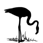 Arasında Balık Arayan Flamingo Kuşu Sticker 15 cm