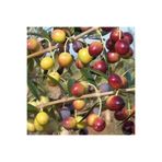 Arbequina Bodur Yağlık Ispanyol Zeytin Fidanı 2 Yaş NF81