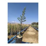 Arbequina Zeytin Fidanı ARBQ31