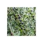 Arbequina Zeytin Fidanı FİKAS31