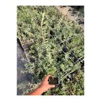 Arbequina Zeytin Fidanı – Saksıda – 1 Yaş – Meyveye Erken Yatan – Selinus