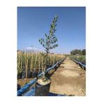Arbequına Zeytin Fidanı