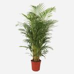 Areca Lut Palmiyesi