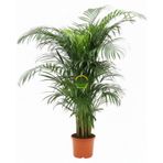 Areca Palmiyesi Bitkisi 120-140cm