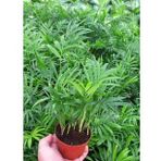 AREKA PALMİYESİ 10 ADET 20-25 cm - HEDİYELİK SALON OFİS BİTKİSİ