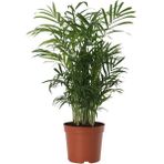 Areka Palmiyesi 30-40cm