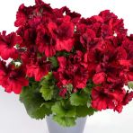 Aristo Deep Red Sardunya Canan Çiçeği Fidesi (1 Adet)