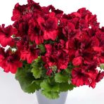 Aristo Deep Red Sardunya Canan Çiçeği Fidesi (1 Fide)