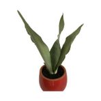 Armenbotanik Dekoratif Toprak Saksıda Sansevieria Moonlight ( Sanseverya ) 35CM