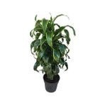 Armenbotanik Dracaena Fragrans 'dorado' - Yok