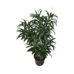 Armenbotanik Dracaena Reflexa 'song Of Jamaica' - Yok