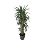Armenbotanik Dracena Warneckii - Yok