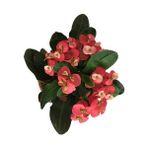 Armenbotanik Euphorbia Milii Dikenler Tacı