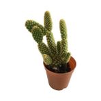 Armenbotanik Opuntia Microdays Tavşan Kulağı Kaktüsü