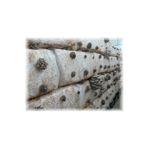 Arnego Gri Istiridye Mantar Kompost 6 Lt 3 Kg