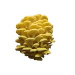 Arnego Sarı İstiridye Mantar Tohumu 500 Gr