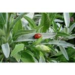 Aromatik Adaçayı Fidanı Fidesi Tüplü 15-25 Cm (1 Adet)