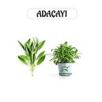Aromatik Bitki Adaçayı Fidesi 1 Adet Saksılı 20-30Cm (Salvia)