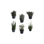 Aromatik Bitkiler, Mis Kokulu, 6'lı Set, Mercan Köşk, Lavanta, Lavantin, Biberiye, Kekik, Adaçayı, BTSAROMATİK9