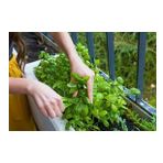 Aromatik Emerito Tatlı Fesleğen Tohumu