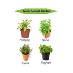 Aromatik Kokulu Mutfak Seti Adaçayı+nane+kekik+reyhan Fidesi 4 Adet