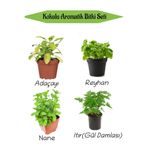 Aromatik Kokulu Mutfak Seti Adaçayı+Reyhan+Nane+Itır Fidesi 4 Adet, BTS010NA0807