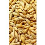 Arpa Naturel Yemlik 5 Kg Tavuk Tavşan Kaz Yemi