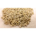 Arpacı Arpa Tohumu 1 kg Doğal Arpa Tohumu Arpa Çimi Tohumları